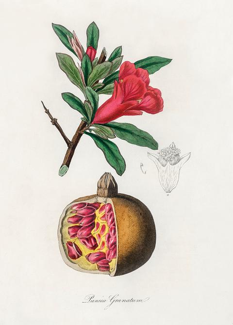 The pomegranate (Punica granatum) illustration from Medical Botany (1836) by John Stephenson and James Morss Churchill. The pomegranate (Punica granatum) illustration from Medical Botany (1836) by John Stephenson and James Morss Churchill. -…