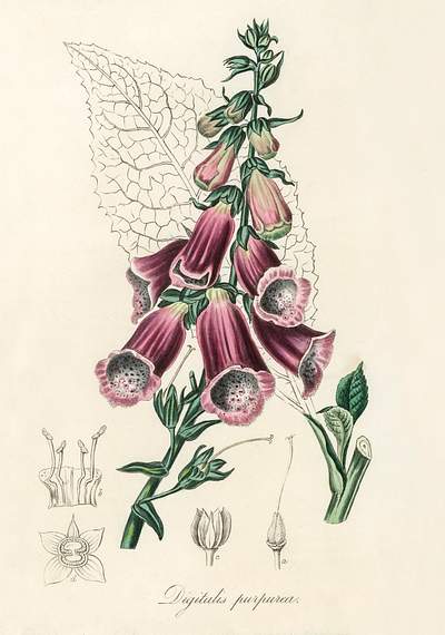 Foxglove (Digitalis purpurea) illustration from Medical | Free Photo ...