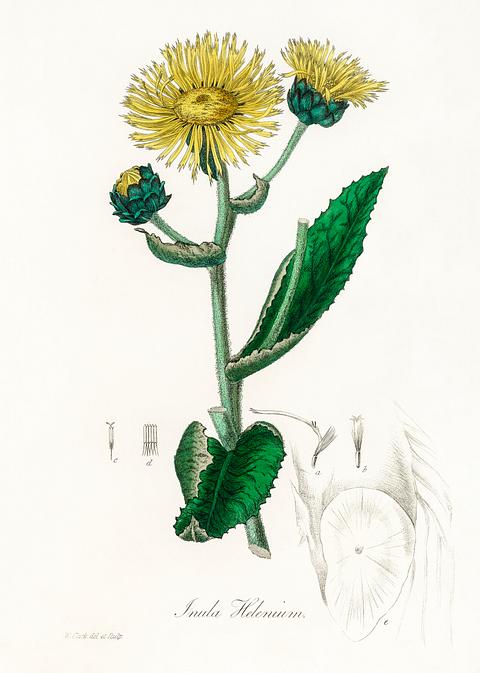 Elecampane (Inula helenium) illustration from Medical Botany (1836) by John Stephenson and James Morss Churchill. Elecampane (Inula helenium) illustration from Medical Botany (1836) by John Stephenson and James Morss Churchill. - antique…