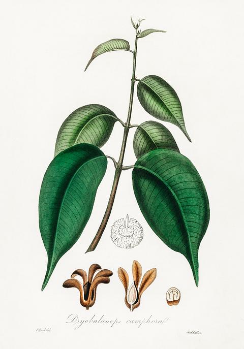 Borneo camphor (Dryobalanops camphoral) illustration from Medical Botany (1836) by John Stephenson and James Morss Churchill. Borneo camphor (Dryobalanops camphoral) illustration from Medical Botany (1836) by John Stephenson and James Morss Churchill.…