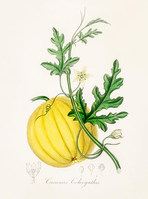 Bitter apple (Cucumis colocynthis) illustration from Medical Botany (1836) by John Stephenson and James Morss Churchill. Bitter apple (Cucumis colocynthis) illustration from Medical Botany (1836) by John Stephenson and James Morss Churchill. -…