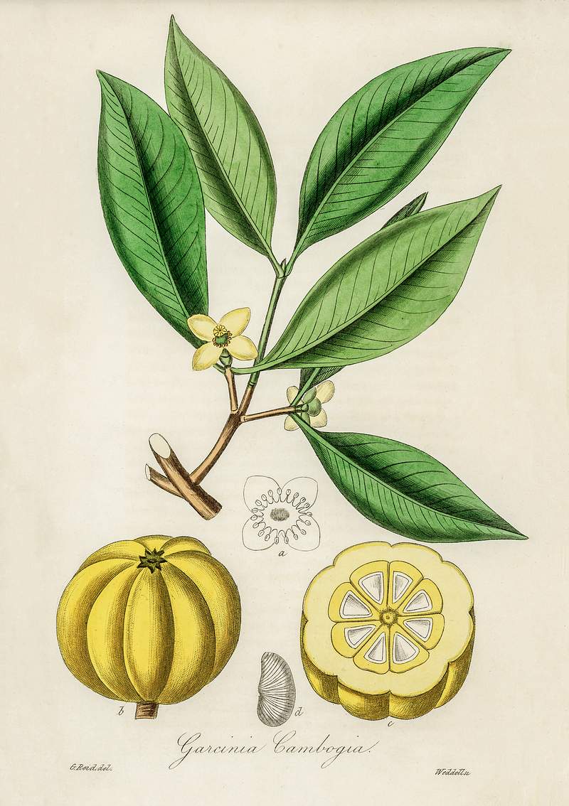 Scammony (Convolvulus scammonia) illustration from Medical Botany ...