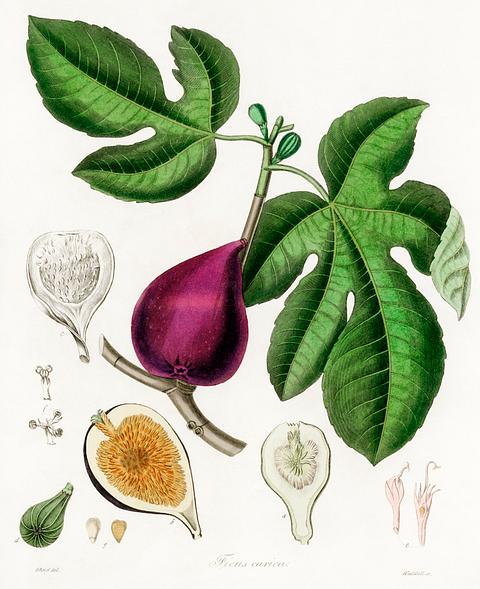 Fig (Ficus carica) illustration from Medical Botany (1836) by John Stephenson and James Morss Churchill. Fig (Ficus carica) illustration from Medical Botany (1836) by John Stephenson and James Morss Churchill. - antique…