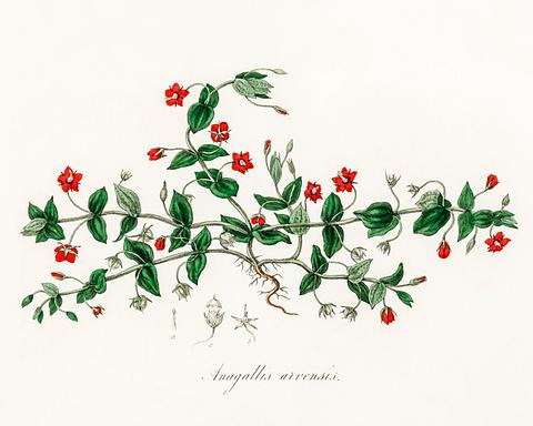 Scarlet pimpernel (Anagallis arvensis) illustration from Medical Botany (1836) by John Stephenson and James Morss Churchill. Scarlet pimpernel (Anagallis arvensis) illustration from Medical Botany (1836) by John Stephenson and James Morss Churchill. …