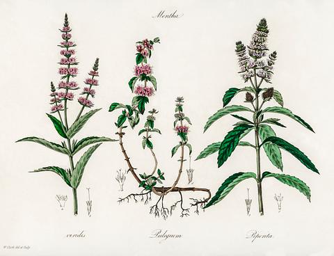 Pennyroyal (Mentha pulegium) illustration from Medical Botany (1836) by John Stephenson and James Morss Churchill. Pennyroyal (Mentha pulegium) illustration from Medical Botany (1836) by John Stephenson and James Morss Churchill. - antique…