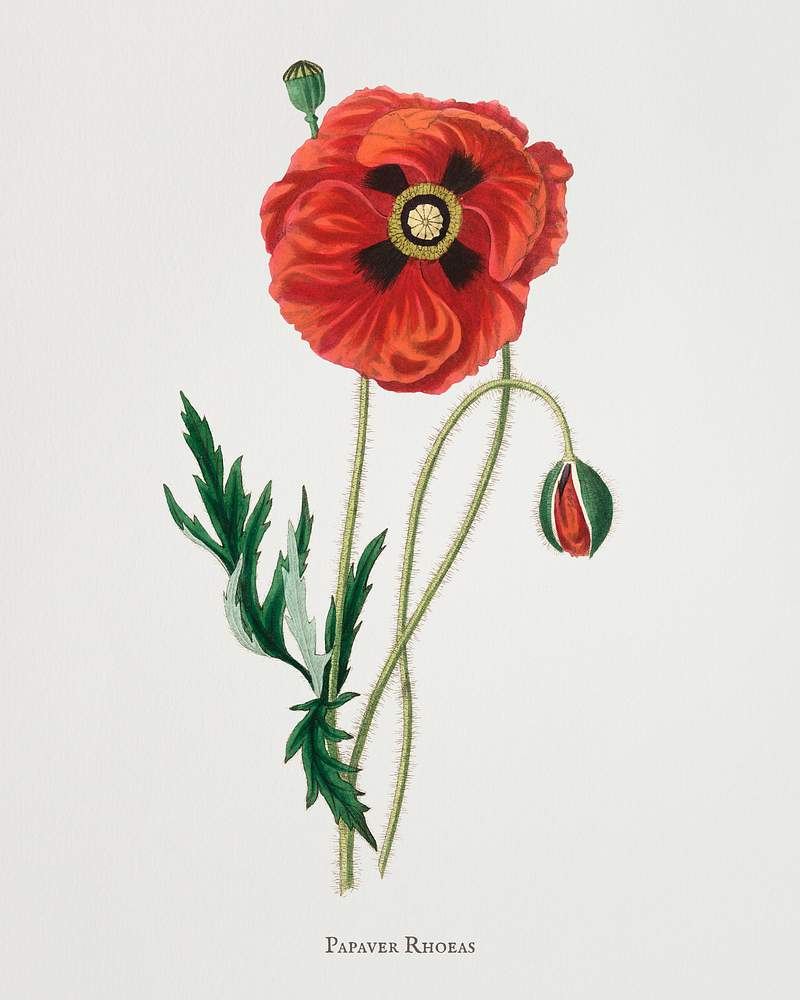 Common poppy (Papaver rhoeas) illustration… | Royalty free stock psd mockup | High Resolution design Common poppy (Papaver rhoeas) illustration from Medical Botany (1836) by John Stephenson and James Morss Churchill.