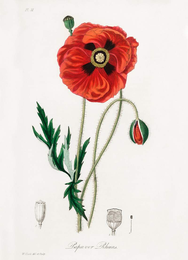 Common poppy (Papaver rhoeas) illustration… | Free public domain illustration Common poppy (Papaver rhoeas) illustration from Medical Botany (1836) by John Stephenson and James Morss Churchill.