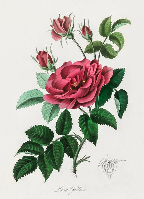 French rose (Rosa gallica) illustration from Medical Botany (1836) by John Stephenson and James Morss Churchill. French rose (Rosa gallica) illustration from Medical Botany (1836) by John Stephenson and James Morss Churchill. - antique…
