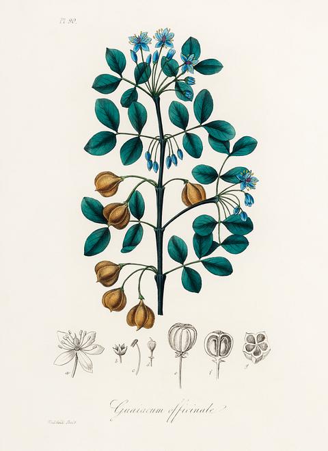 Guaiacwood (Guaiacum officinale( illustration from Medical Botany (1836) by John Stephenson and James Morss Churchill. Guaiacwood (Guaiacum officinale( illustration from Medical Botany (1836) by John Stephenson and James Morss Churchill. -…
