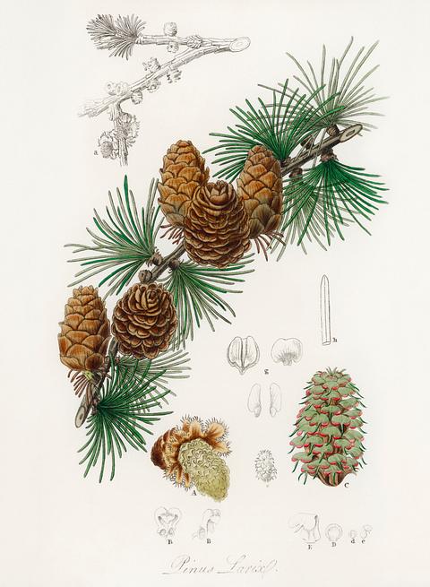 Linus larix illustration from Medical Botany (1836) by John Stephenson and James Morss Churchill. Linus larix illustration from Medical Botany (1836) by John Stephenson and James Morss Churchill. - antique, botanical…