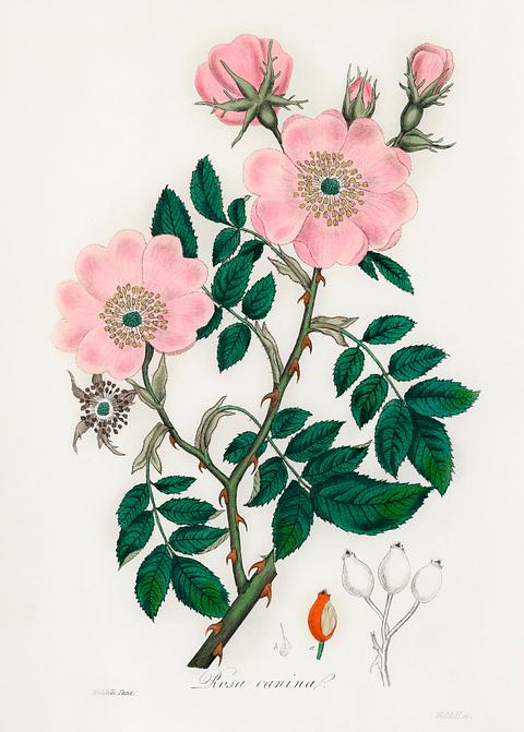 Dog rose (Rosa caninal) illustration from Medical Botany (1836) by John Stephenson and James Morss Churchill. Dog rose (Rosa caninal) illustration from Medical Botany (1836) by John Stephenson and James Morss Churchill. - antique…
