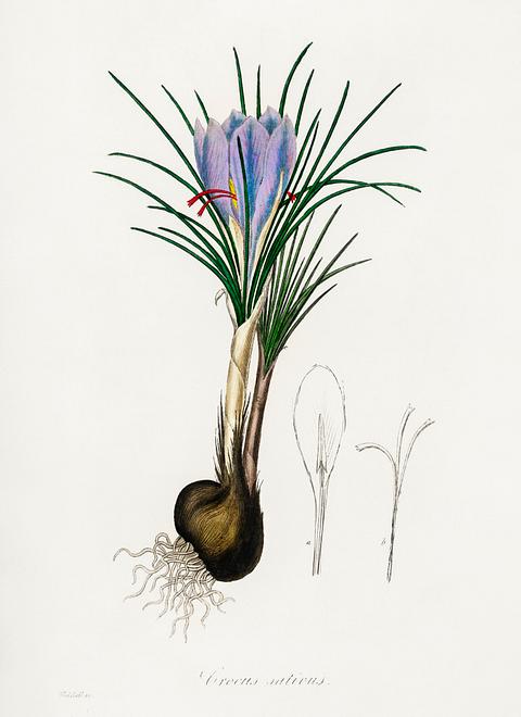 Saffron crocus (Crocus sativus) illustration from Medical Botany (1836) by John Stephenson and James Morss Churchill. Saffron crocus (Crocus sativus) illustration from Medical Botany (1836) by John Stephenson and James Morss Churchill. -…