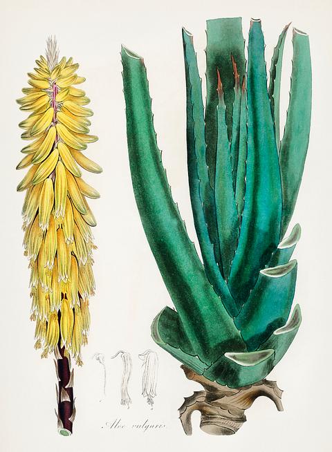 Aloe vulgaris illustration from Medical Botany (1836) by John Stephenson and James Morss Churchill. Aloe vulgaris illustration from Medical Botany (1836) by John Stephenson and James Morss Churchill. - aloe vulgaris, antique…