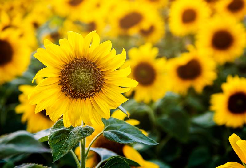 picture Copyright Free Images Of Flowers flowers images royalty free stock