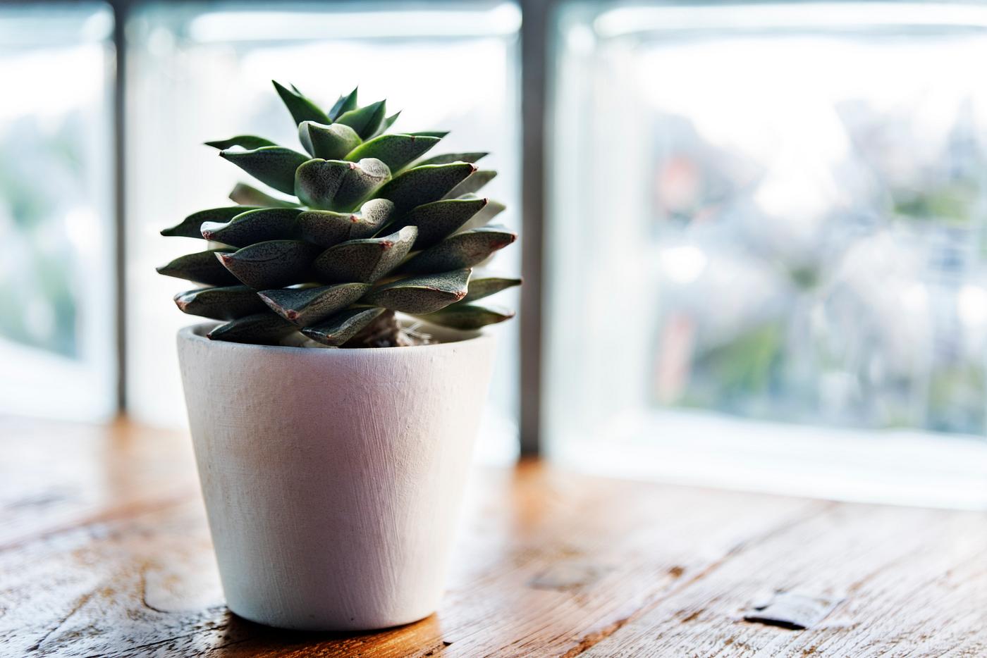 Caucasian businessman in the office shoot - background, beautiful, botanic, botanical, botany, close, closeup, decoration,... Caucasian businessman in the office shoot - background, beautiful, botanic, botanical, botany, close, closeup, decoration,...