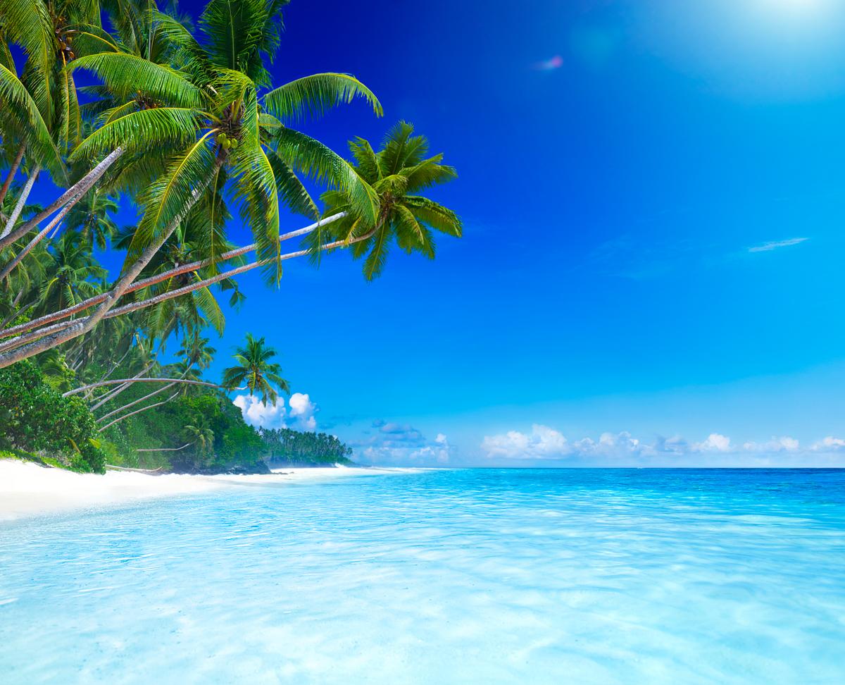 Tropical Paradise Tropical Paradise