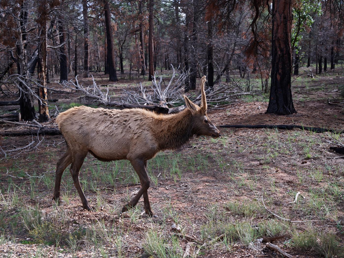 Carol M. Highsmith's Arizona Photograph Elk meander freely in the Northern Arizona woods near Monument Valley Navajo Tribal Park. Original image from Carol M....