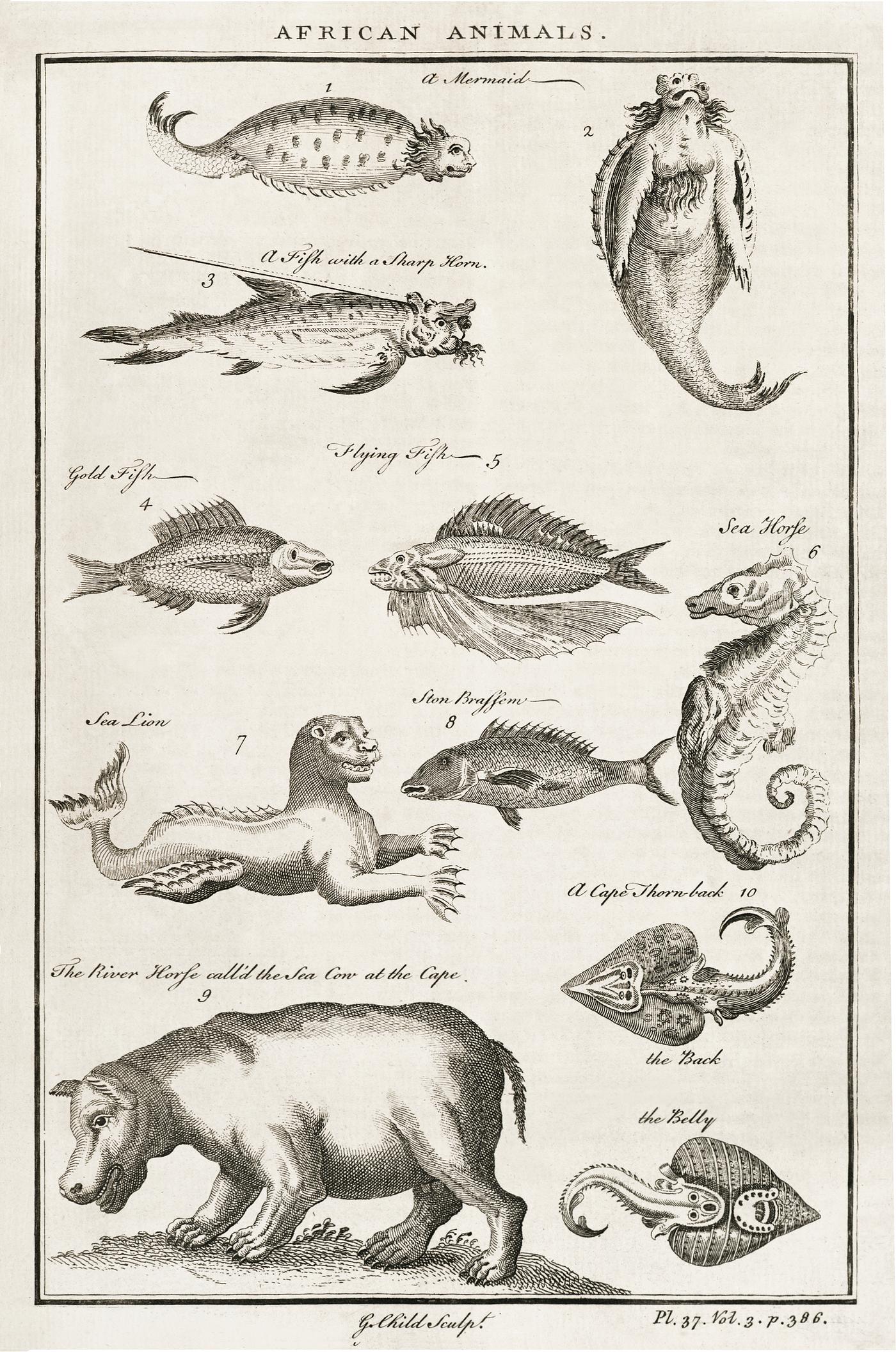 Vintage Illustration of fish and other African animals published in 1745-1747 by Thomas Astley. Original from New York... Vintage Illustration of fish and other African animals published in 1745-1747 by Thomas Astley. Original from New York...