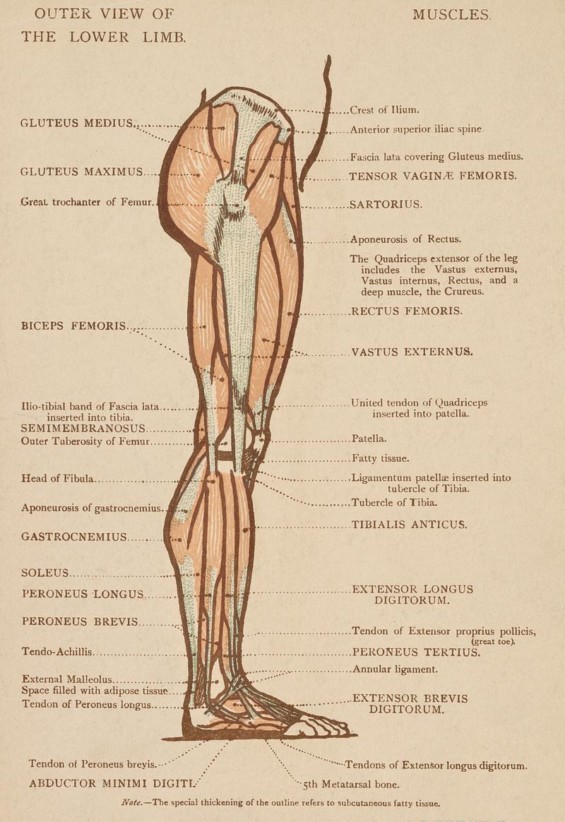 Vintage illustration of lower limb published in 1899 by James M Dunlop. Original from New York public library. Digitally enhanced by rawpixel. Vintage illustration of lower limb published in 1899 by James M Dunlop. Original from New York public library. Digitally…