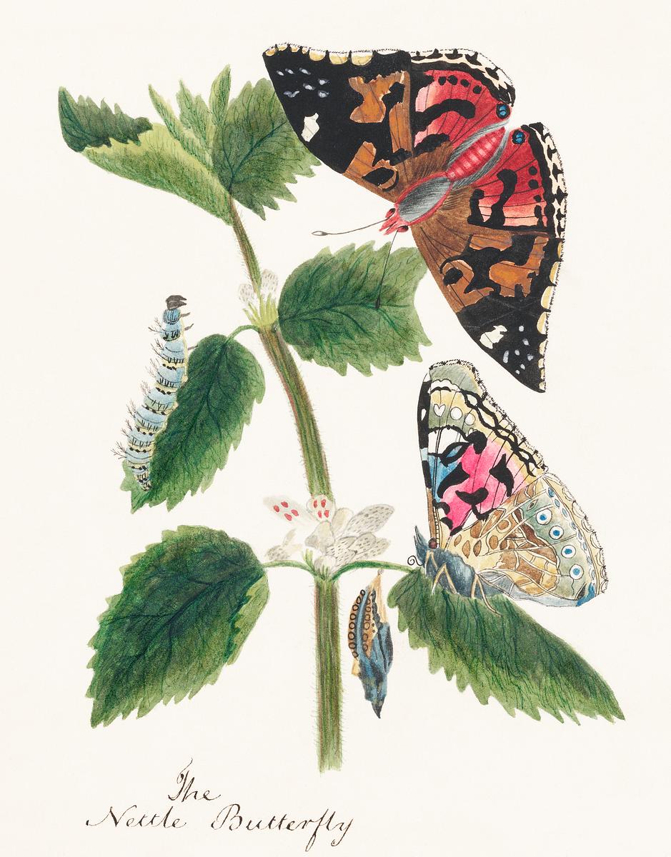 Antique watercolor illustration of nettle… | Free public domain illustration Antique watercolor illustration of nettle butterfly in various life stages published in 1824 by M.P. Original from New York…