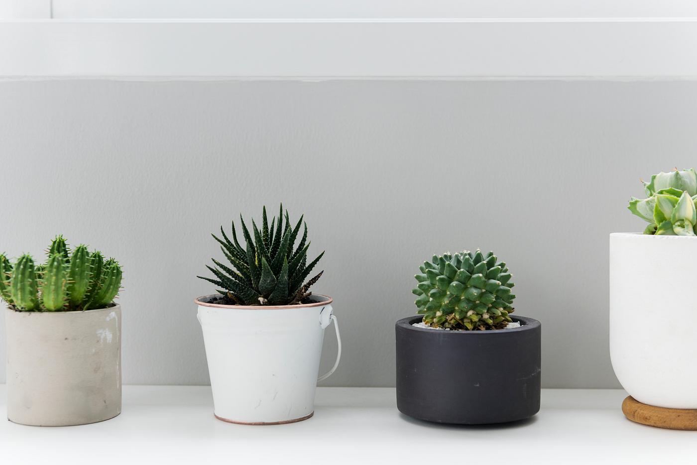 Pots of Cactus for Decoration - minimal, cactus, plant, botanical, botany, decorate, green, nature, pot, simple, simplicity... Pots of Cactus for Decoration - minimal, cactus, plant, botanical, botany, decorate, green, nature, pot, simple, simplicity...