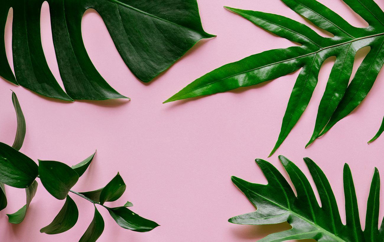 Tropical leaves on pink background | Royalty free photo - 400770