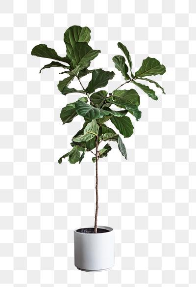Royalty Free Plant Stock Photos | rawpixel