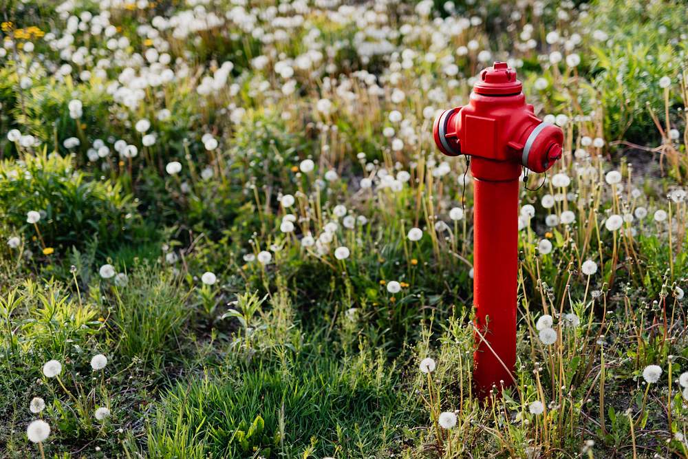 Is Water Privatization a Smart Move? 2 A red fire hydrant in a park
