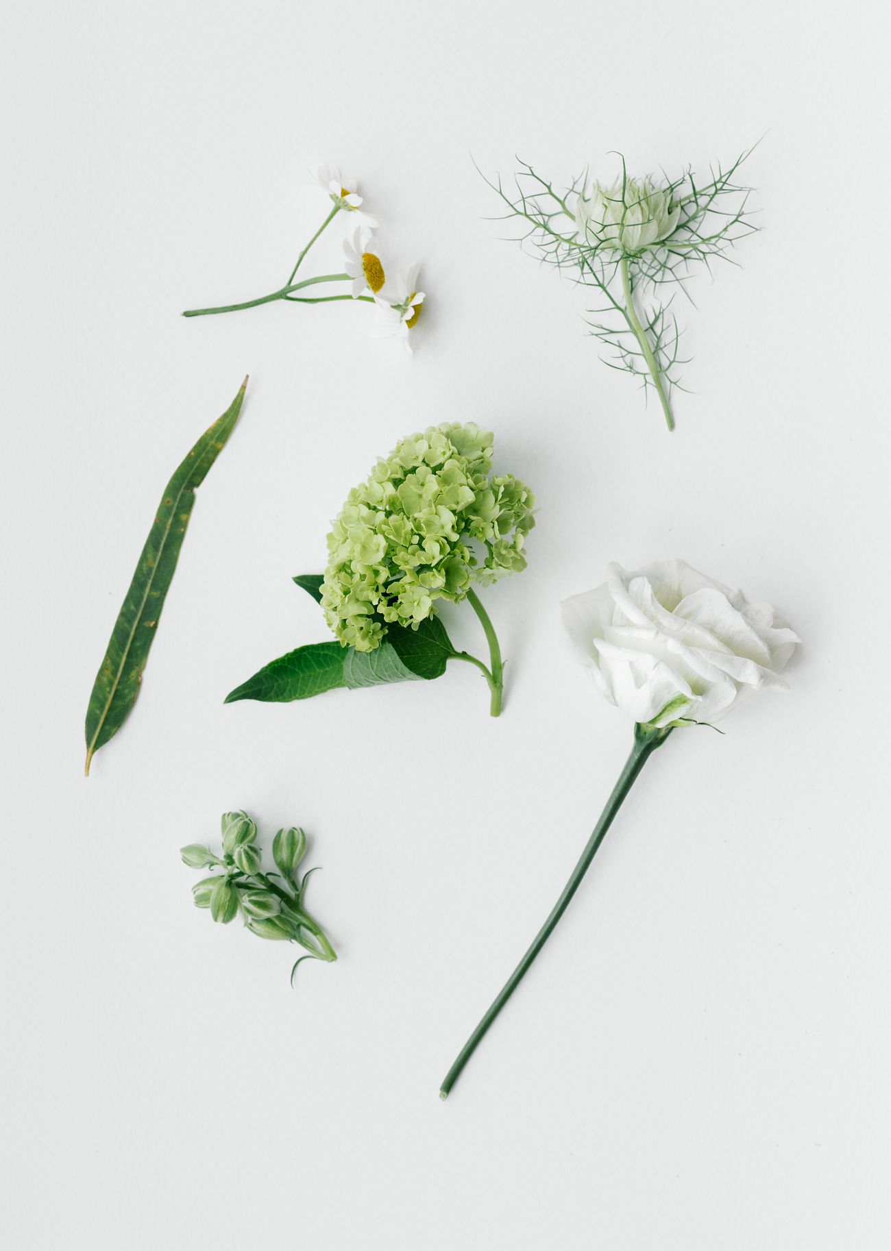Daisy Minimalist Background Images | Free Vectors, PNGs, Mockups