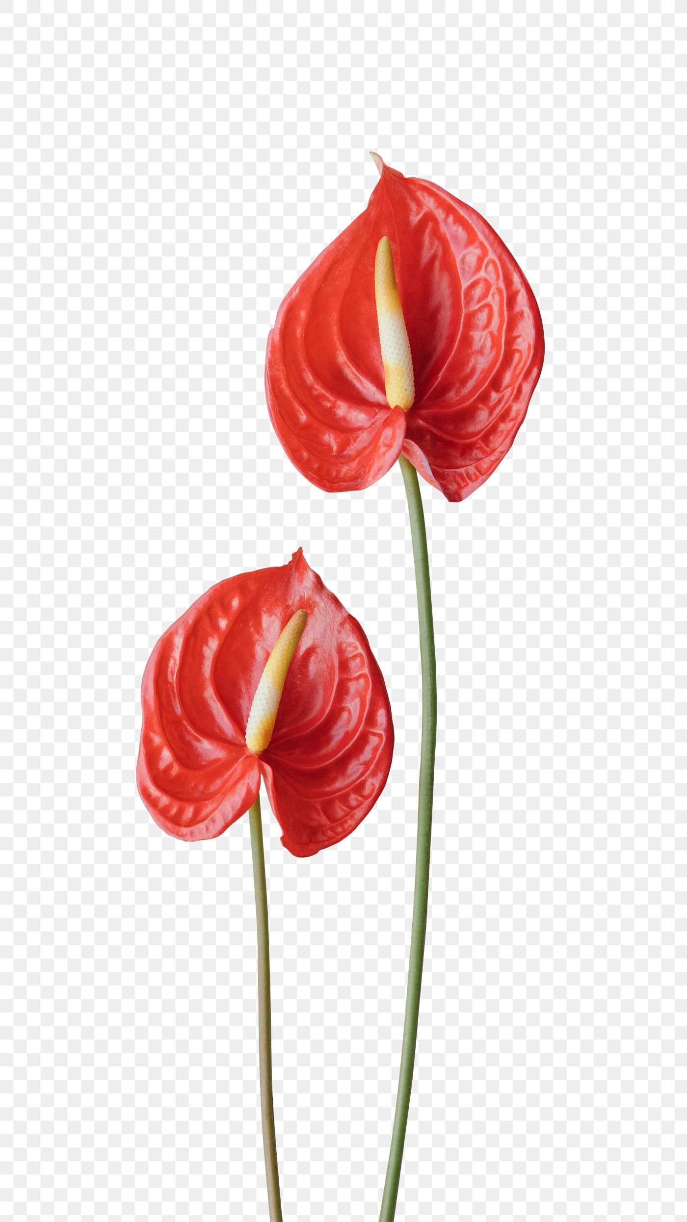 Red flamingo flower png Free transparent png 2025432 Red flamingo flower png Free transparent png 2025432