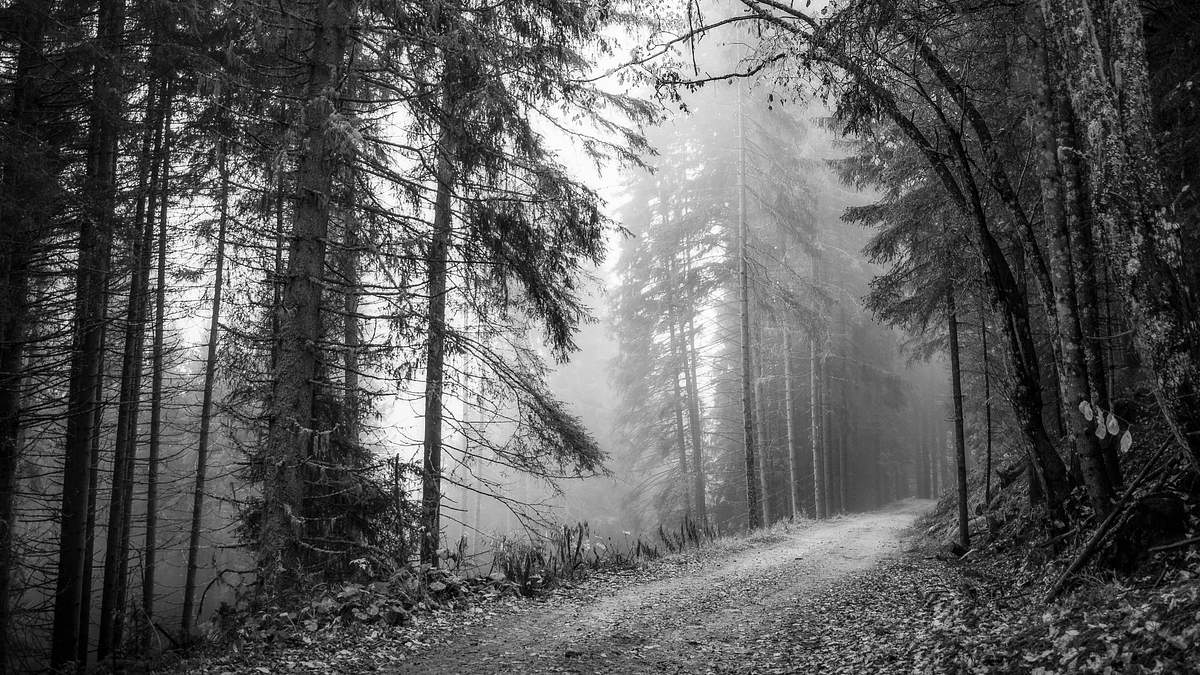 Misty Forest Bw Misty Forest Bw