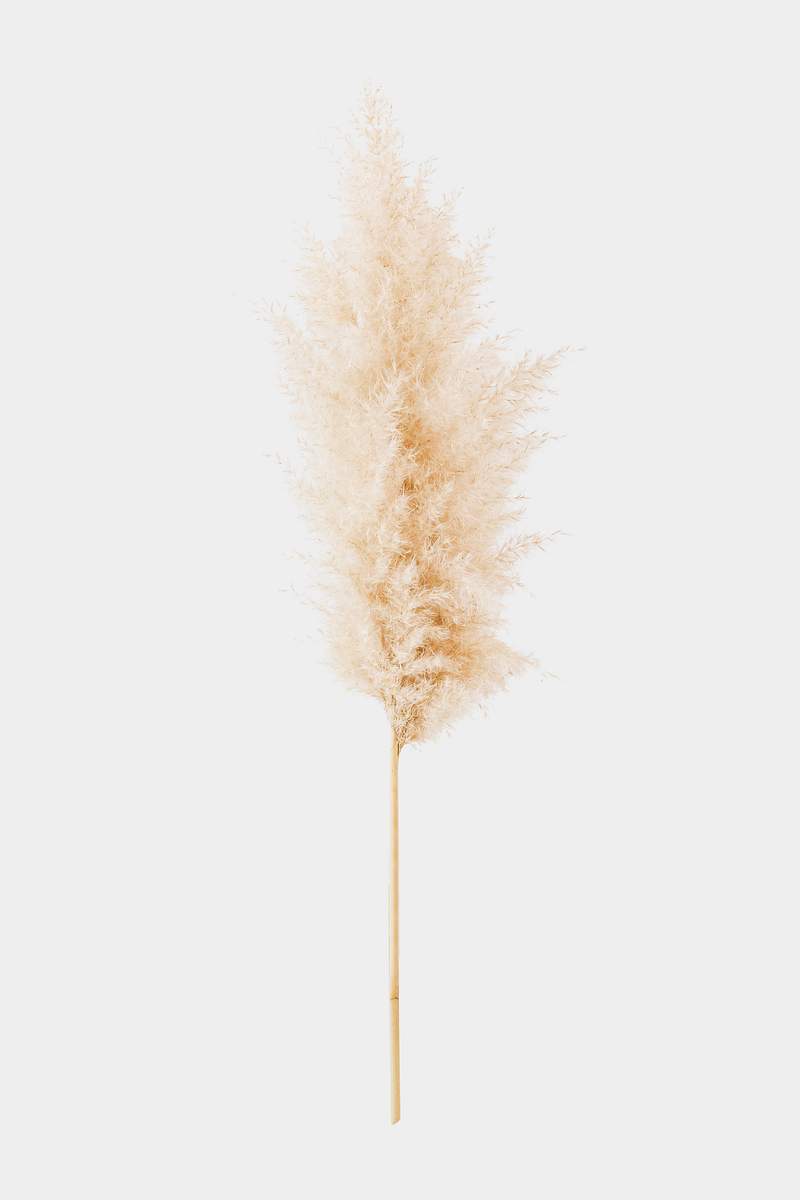 pics Aesthetic Pastel Color Pampas Grass Wallpaper free vectors pngs mockups