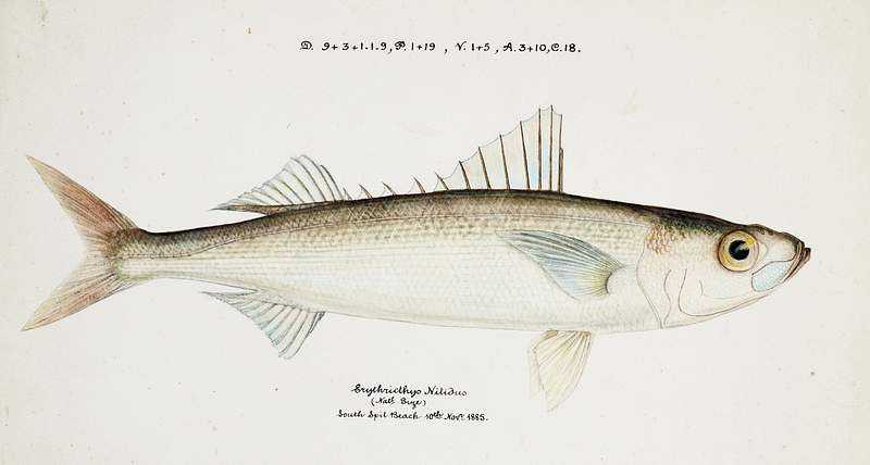 Antique drawing watercolor fish Emmelichthys Nitidus marine life. Original from Museum of New Zealand. Digitally enhanced by…