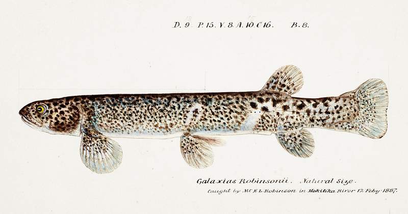 Antique Climbing Galaxias drawn by Fe. Clarke (1849-1899). Original from Museum of New Zealand. Digitally enhanced by…