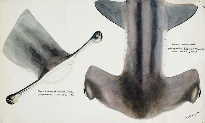 Antique fish Hammerhead Shark drawn by Fe. Clarke (1849-1899). Original from Museum of New Zealand. Digitally enhanced by…