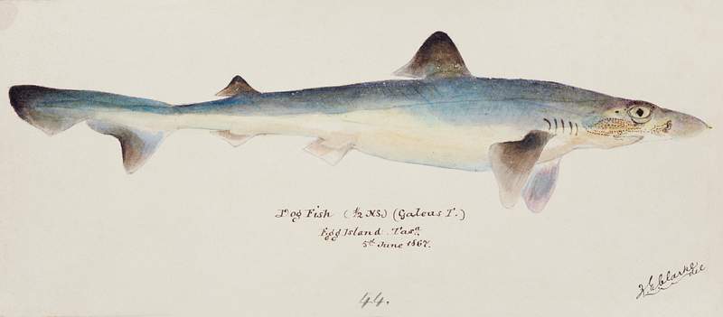 Antique fish galeorhinus galeus requiem shark drawn by Fe. Clarke (1849-1899). Original from Museum of New Zealand. Digitally…
