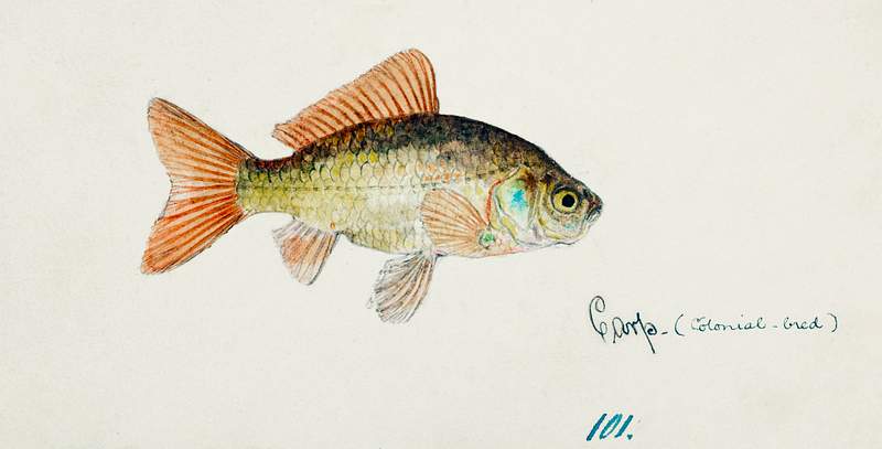 Antique fish Goldfish drawn by Fe. Clarke (1849-1899). Original from Museum of New Zealand. Digitally enhanced by rawpixel.