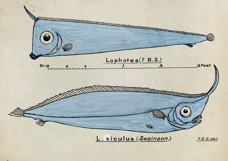 Antique fish Crested Bandfish drawn by Fe. Clarke (1849-1899). Original from Museum of New Zealand. Digitally enhanced by…