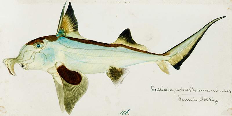 Antique Elephant fish drawn by Fe. Clarke (1849-1899). Original from Museum of New Zealand. Digitally enhanced by rawpixel.