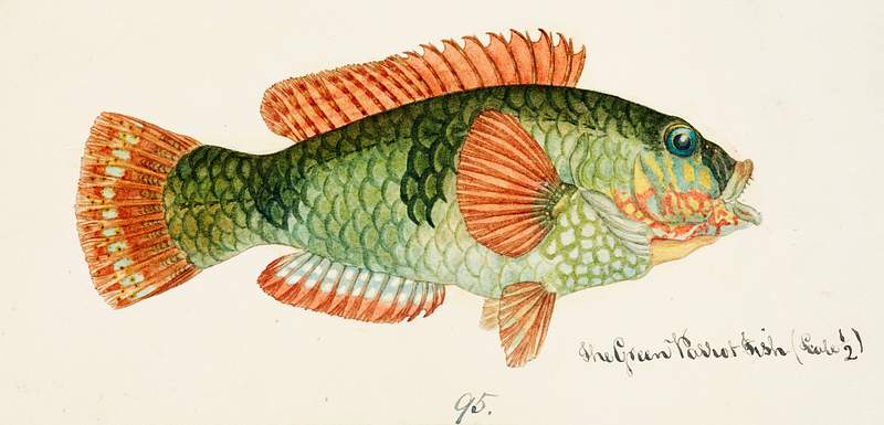 Antique fish Labrida drawn by Fe. Clarke (1849-1899). Original from Museum of New Zealand. Digitally enhanced by rawpixel. Antique fish Labrida drawn by Fe. Clarke (1849-1899). Original from Museum of New Zealand. Digitally enhanced by rawpixel.