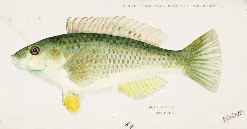 Antique fish Wrasse drawn by Fe. Clarke (1849-1899). Original from Museum of New Zealand. Digitally enhanced by rawpixel.
