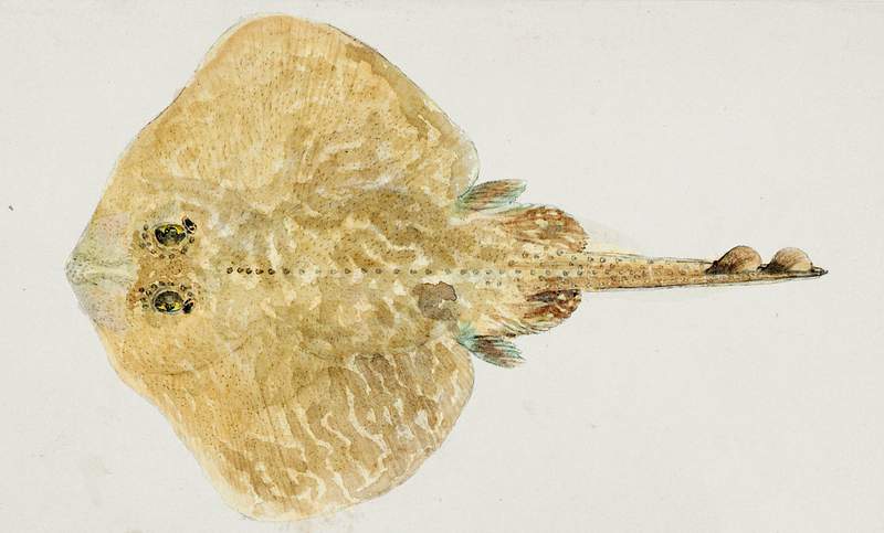 Antique fish Rajidae drawn by Fe. Clarke (1849-1899). Original from Museum of New Zealand. Digitally enhanced by rawpixel.