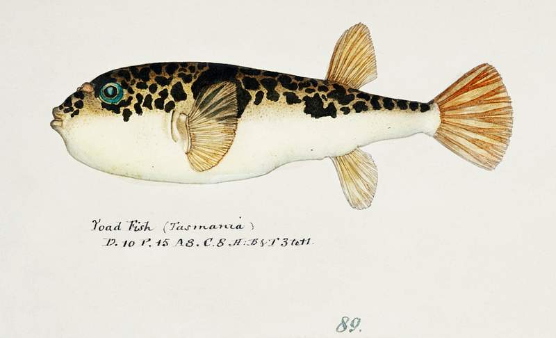 Antique fish Pufferfish drawn by Fe. Clarke (1849-1899). Original from Museum of New Zealand. Digitally enhanced by rawpixel. Antique fish Pufferfish drawn by Fe. Clarke (1849-1899). Original from Museum of New Zealand. Digitally enhanced by rawpixel.