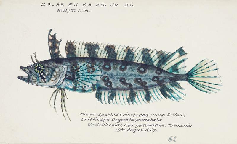 Antique fish possibly cristiceps sp weedfish drawn by Fe. Clarke (1849-1899). Original from Museum of New Zealand. Digitally…