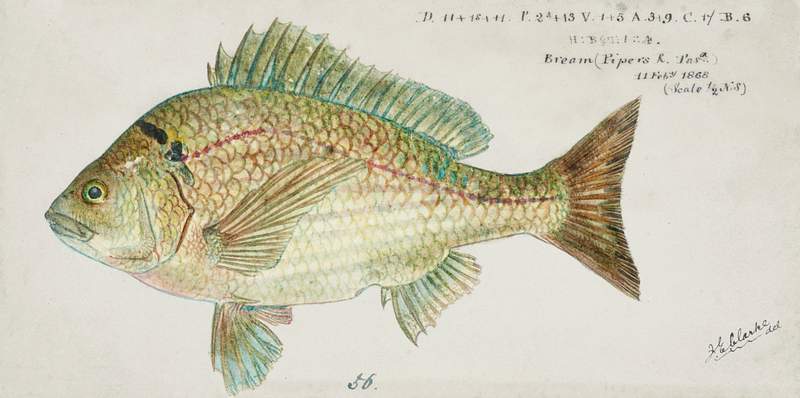 Antique fish acanthopagrus butcheri black bream drawn by Fe. Clarke (1849-1899). Original from Museum of New Zealand.…