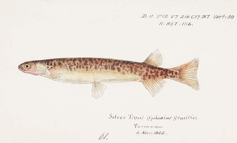 Antique fish galaxias gracilis dwarf inanga drawn by Fe. Clarke (1849-1899). Original from Museum of New Zealand. Digitally…