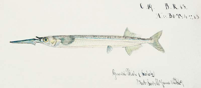 Antique fish hyporhamphus melanochir southern sea garfish drawn by Fe. Clarke (1849-1899). Original from Museum of New…