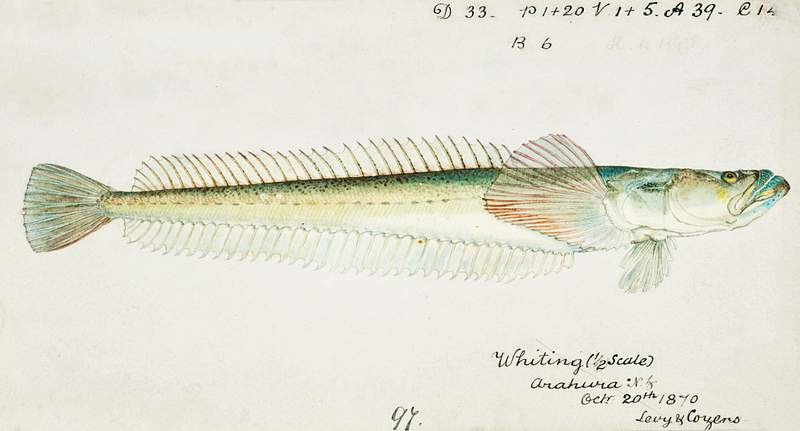 Antique fish crapatulus novaezealandiae sand stargazer drawn by Fe. Clarke (1849-1899). Original from Museum of New Zealand.…
