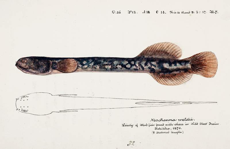 Antique fish Neochanna apoda (apoda) drawn by Fe. Clarke (1849-1899). Original from Museum of New Zealand. Digitally enhanced…