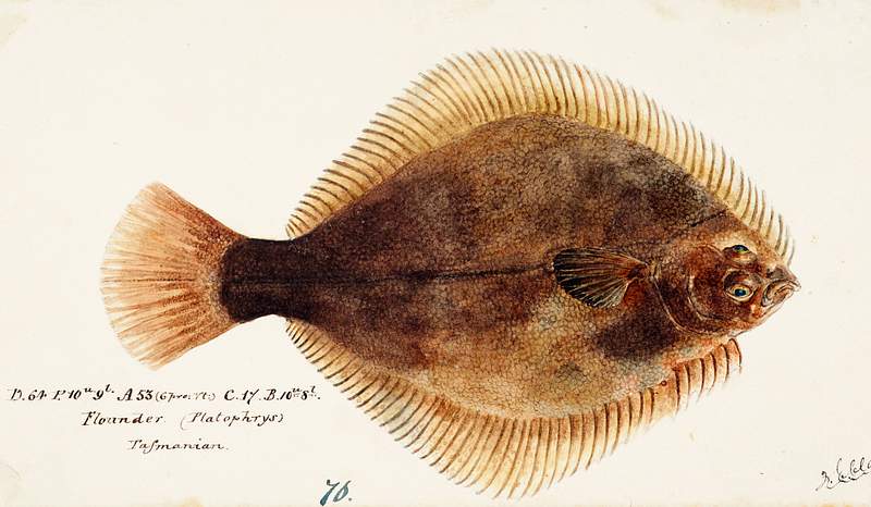 Antique fish Rhombosolea tapirina : greenback flounder drawn by Fe. Clarke (1849-1899). Original from Museum of New Zealand.…